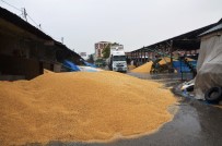 YAĞAN - Buğday Pazarında Yağmur Zarara Yol Açtı