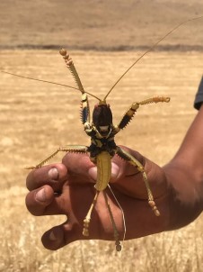 Dev Çekirge Görenleri Şaşırttı
