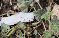 YAĞMURLU - İstilacı böcekler yayılıyor!