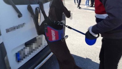 Jandarma Operasyonunda 650 Kilo Uyuşturucu Ele Geçirildi