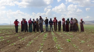 Mevsimlik İşçilerin Sıcakta Çapa Mesaisi