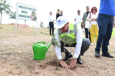 Muazzez İlmiye Çığ İçin 105 Meşe Fidanı Dikildi