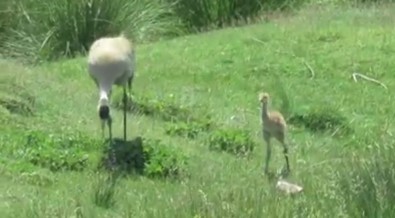 Nesli Tükenmekte Olan Turna, Ekşisu Sazlığında Yavrusuyla Görüntülendi
