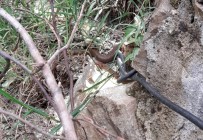 TRAKYA - Ordu'da İlk Defa Avusturya Yılanı Görüldü