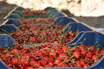 BAHÇECIK - Tescilli Salihli Kirazı Üreticinin Yüzünü Güldürdü