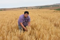 Trakya Çiftçisinin Yüzü Gülüyor