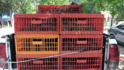 Uşak'ta 2 Bin Kınalı Keklik Doğaya Salındı