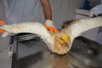 ÇAKAL - Yaralı Akbaba Emin Ellerde