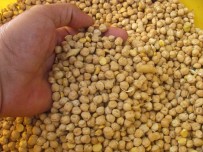 TOPRAK MAHSULLERI OFISI - Araban TMO 26 Yıl Sonra Nohut Alımına Başladı