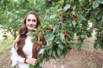 Malatya'da Kiraz Hasadı Başladı