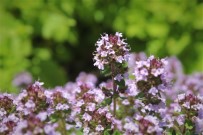 Otlu Peynir İçin Umut Işığı