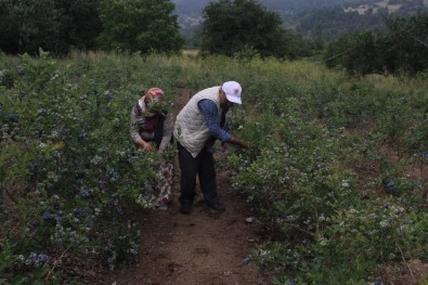 (Özel) Dağ Köyünün Yüzünü Güldürdü... Dönümden 80 Bin Lira Kazanıyor