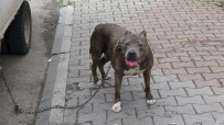 PİTBULL - Polis İle Köpek Hırsızları Arasında Kovalamaca