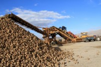 ŞEKER FABRİKASI - Şeker Pancarı Üreticilerine Avans Ödemeleri Başladı