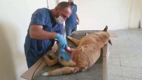 FATİH ÇİFTÇİ - Ayakları Kırılan Köpek Van'a Sevk Edildi