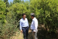 BITEZ - Bodrum'un Mandalina Bahçeleri Turistik Olacak