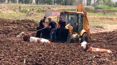 Ekipler Mahsur Kalan İnekler İçin Seferler Oldu
