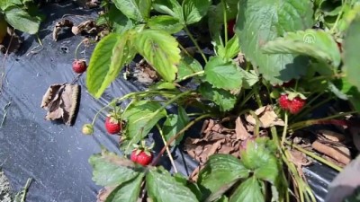 Kadın Girişimcinin Çilek Başarısı