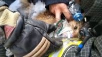 OKSİJEN TÜPÜ - Rus İtfaiyeciler Yangından Kurtardıkları Kediyi Hayata Döndürdü