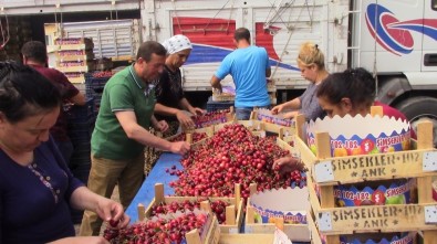 Şaphane'de Kiraz Üreticisinin Son Yağışlardan Zararı Yaklaşık 2 Bin 500 Ton