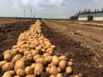 ORMAN BAKANI - Yerli Ve Milli Patates Nahita'da Hasat Başladı