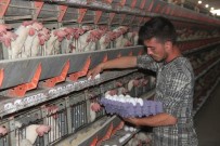 MALİYE BAKANI - Yumurta Üreticisi Çözüm Bekliyor