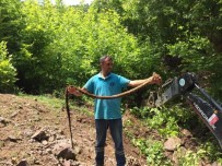 İçme Suyu Hattından Çıkan Kunduz Şaşırttı