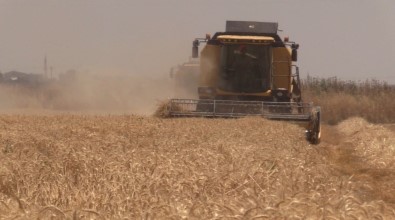 Şanlıurfa'da Yerli Tohumda Hasat Bereketi