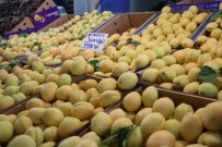 KİRAZ FESTİVALİ - 'Sarı Altın' Tezgaha İndi