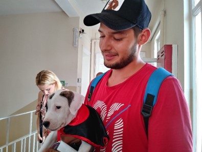 Sarıyer'de Bir Seçmen Yavru Köpeği İle Oy Kullandı