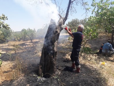 Siirt'te Fıstık Bağlarında Çıkan Yangında 200 Dönüm Alan Zarar Gördü