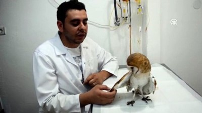 Yaralı Peçeli Baykuş Yavrusu Tedavi Altına Alındı