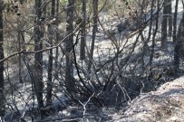 İTFAİYE ARACI - Alanya'da Orman Yangın Korkuttu