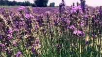TRAKYA - Kokusu Ve Rengiyle Büyüleyen Lavantanın Yağı Da Kıymetli