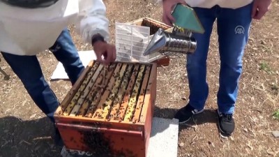 MŞÜ'de Arıcılık İşletmesi Kuruldu