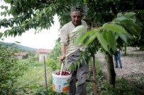 HÜSEYIN ALTıN - (Özel) Türkiye'nin En Kaliteli Kirazını Yetiştiriyorlar, Tek Şikayetleri Para Kazanamamak