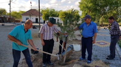 Sultan Sazlığına Fidan Dikimi Yapıldı