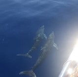 ŞAHIT - Tekne Turundaki Turistlere Yunus Şov