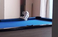 BILARDO - Tüfekle Vurulan Güvercin Otele Sığındı