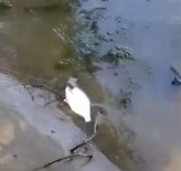 OLTA - Aç Kalan Yılanlar Balıkçıların Kâbusu Oldu