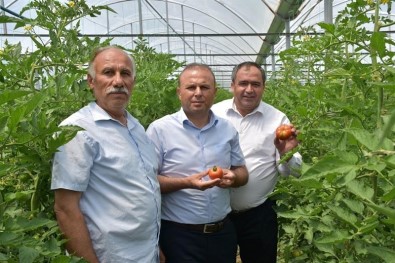 Aksaray'da Sera Ürünlerinin Hasadı Başladı