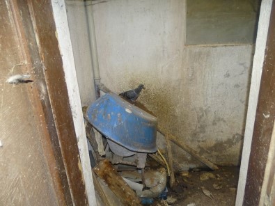 Baca Kapatılınca Anne Güvercin Yavrularına Ulaşamadı