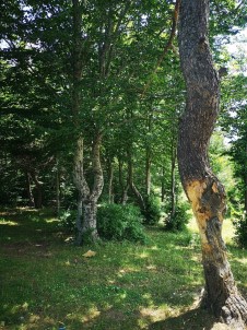 Çıra İçin Ağaçların Gövdelerini Oydular