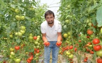 İLAÇ KALINTISI - Genç Çiftçi Başardı