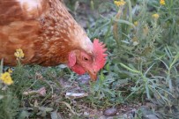 YUMURTA - Gezen Tavuklar Keneye Geçit Vermiyor