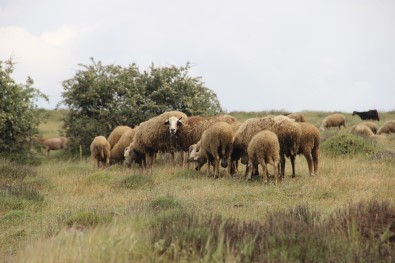 Peynir Ve Sütte 'Brusella' Tehlikesi