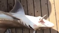 KÖPEK BALIĞI - Antalya'da 2 Metre Boyunda Köpek Balığı Yakalandı