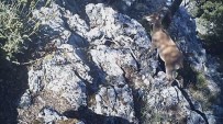 YABAN KEÇİSİ - Burdur'da Yaban Keçisi Ve Yaban Kedisi Fotokapana Yakalandı