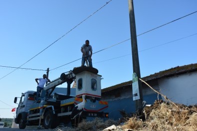 Dikkatsiz Sürücü Leylek Yuvasını Yıktı, Kuşlar Ölümden Döndü