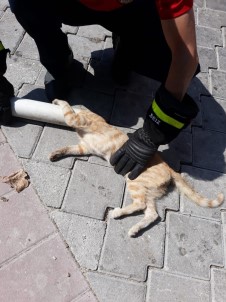 Kafası Boruya Sıkışan Kediyi İtfaiye Kurtardı